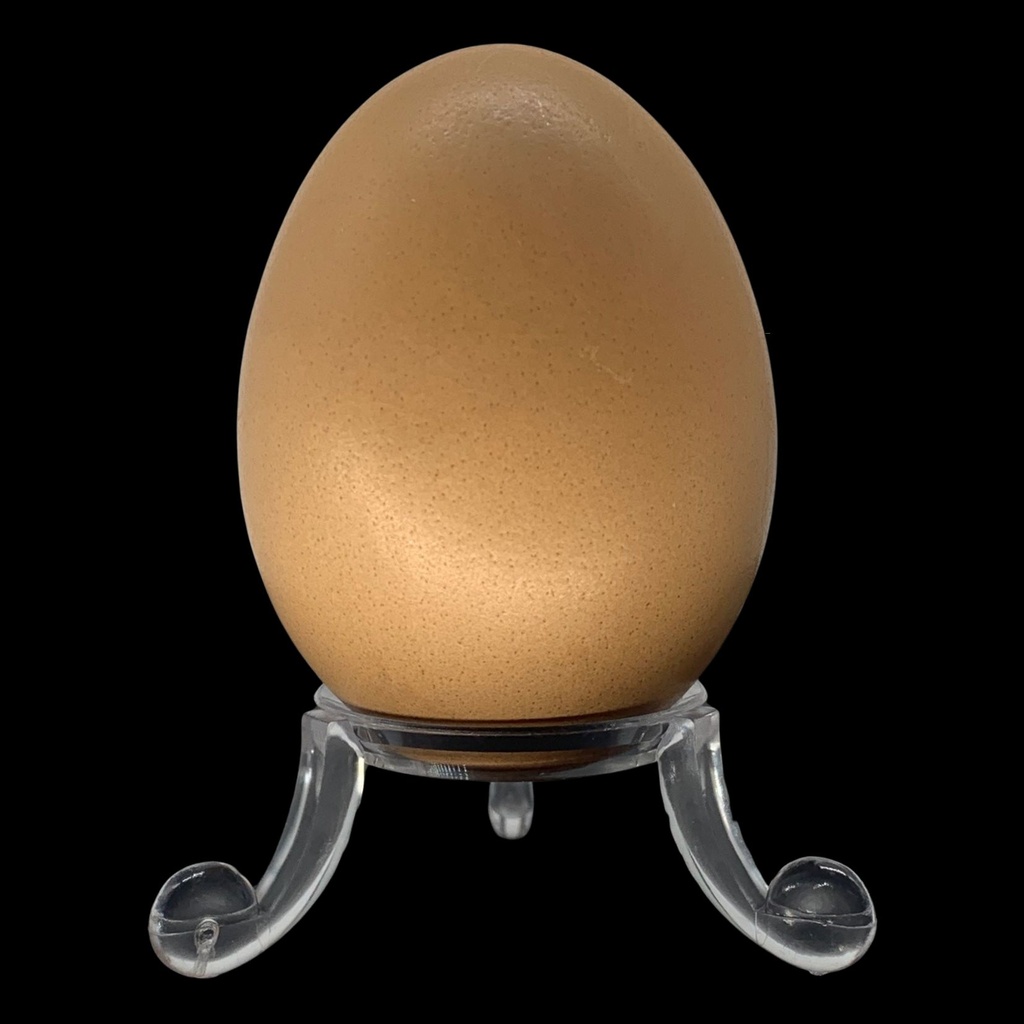 Eierständer plastik