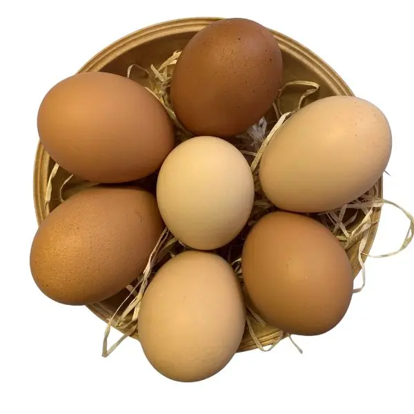 Ei-Rohling ohne Bändchen