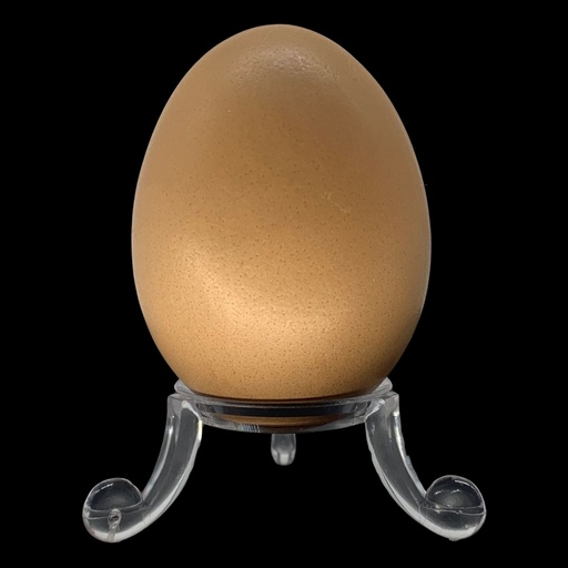 [SKIB] Eierständer plastik