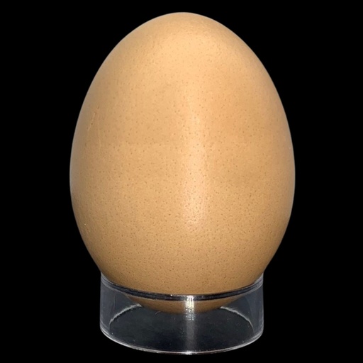 [SB] Eierständer 3,1cm