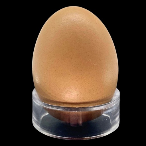 [SB] Eierständer 4,5cm